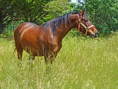 Horses equine breeding