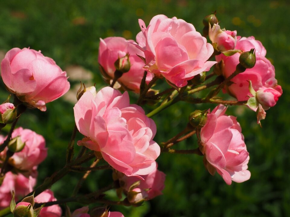 Garden roses blossom bloom