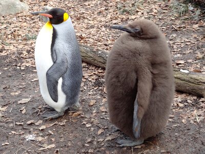 Baby penguin beaks wildlife photo