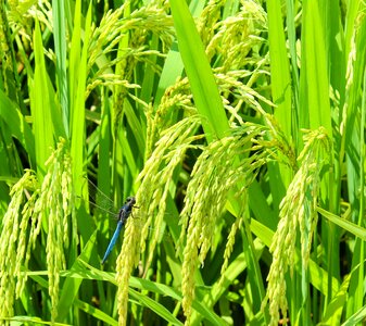 Green mature gain