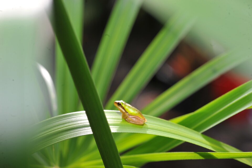 Baby green frog in palm frond frog hiding in palm frond small green tree frog in palm frond