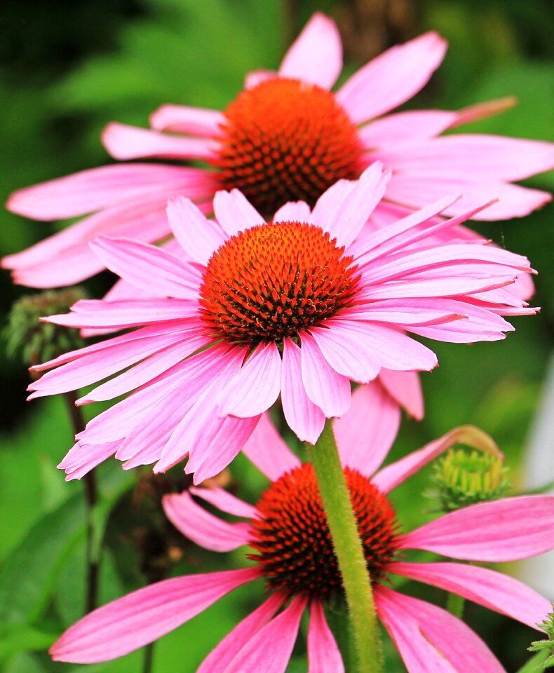 Flower flowers summer