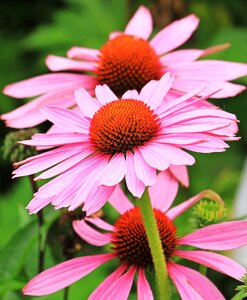 Flower flowers summer