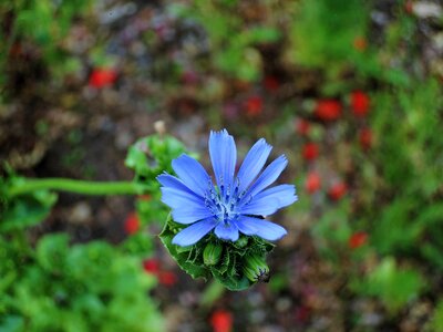 Blue blue flower wild chicory