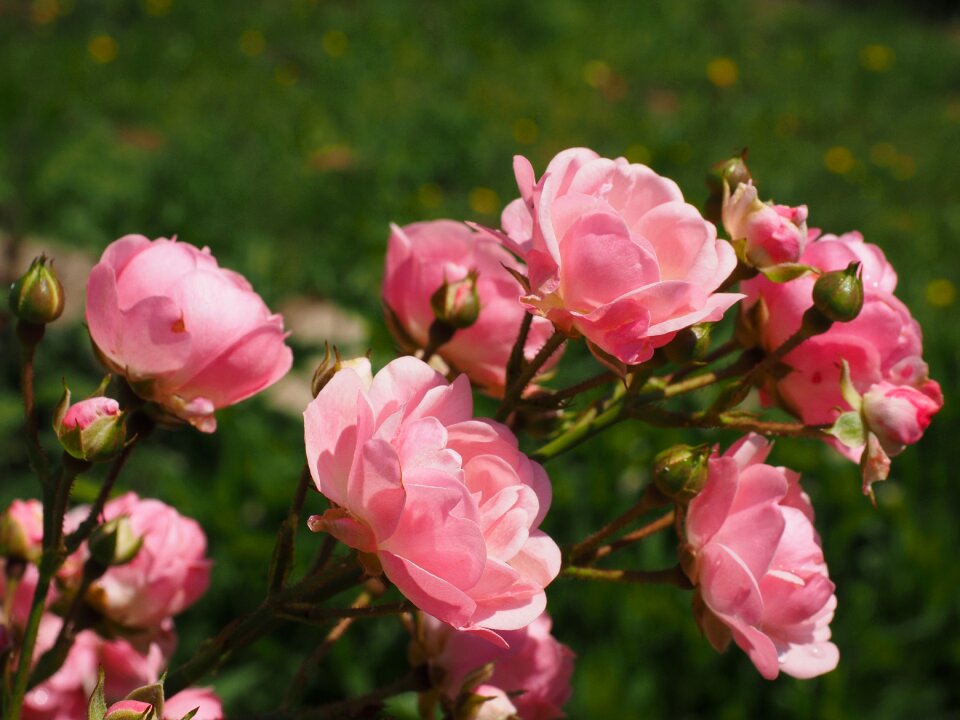 Garden roses blossom bloom