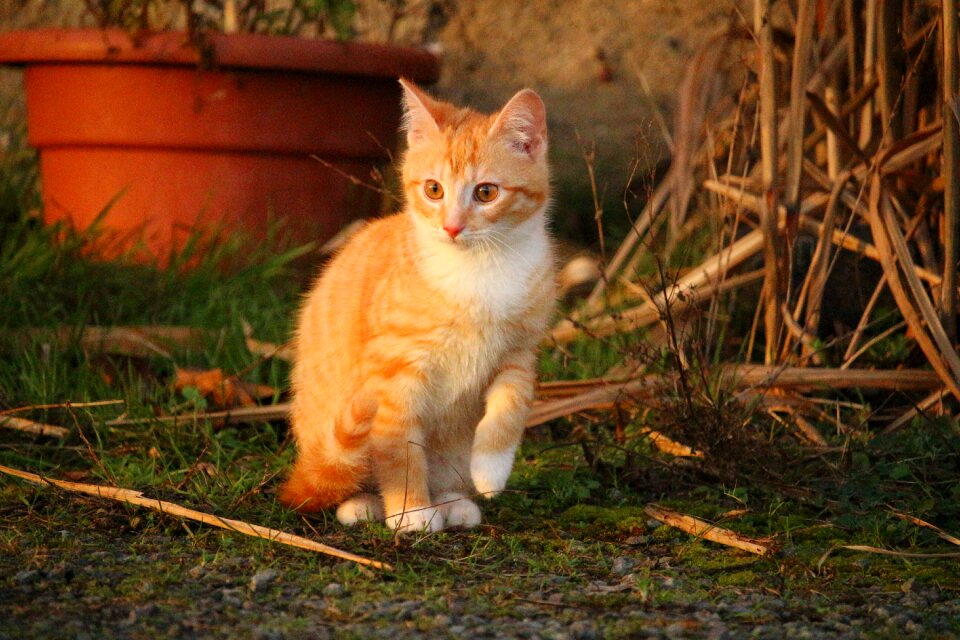 Red cat young cat cat baby