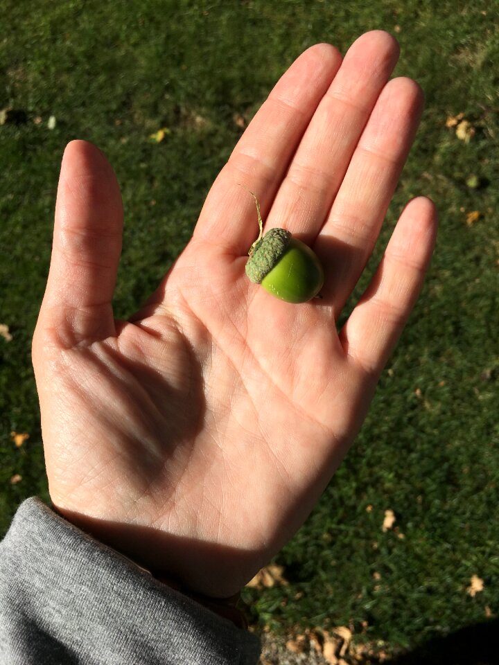 Nut outdoors the nature of the