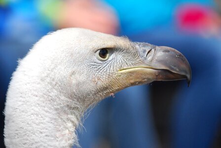 Beak zoo animal