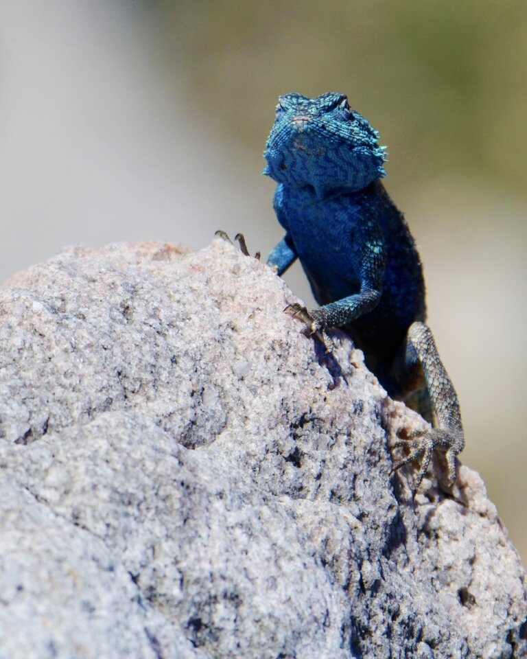 Lizard south africa bettys bay