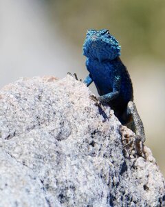 Lizard south africa bettys bay