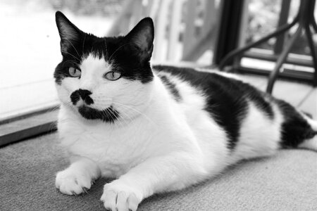 Black and white cat kitty photo