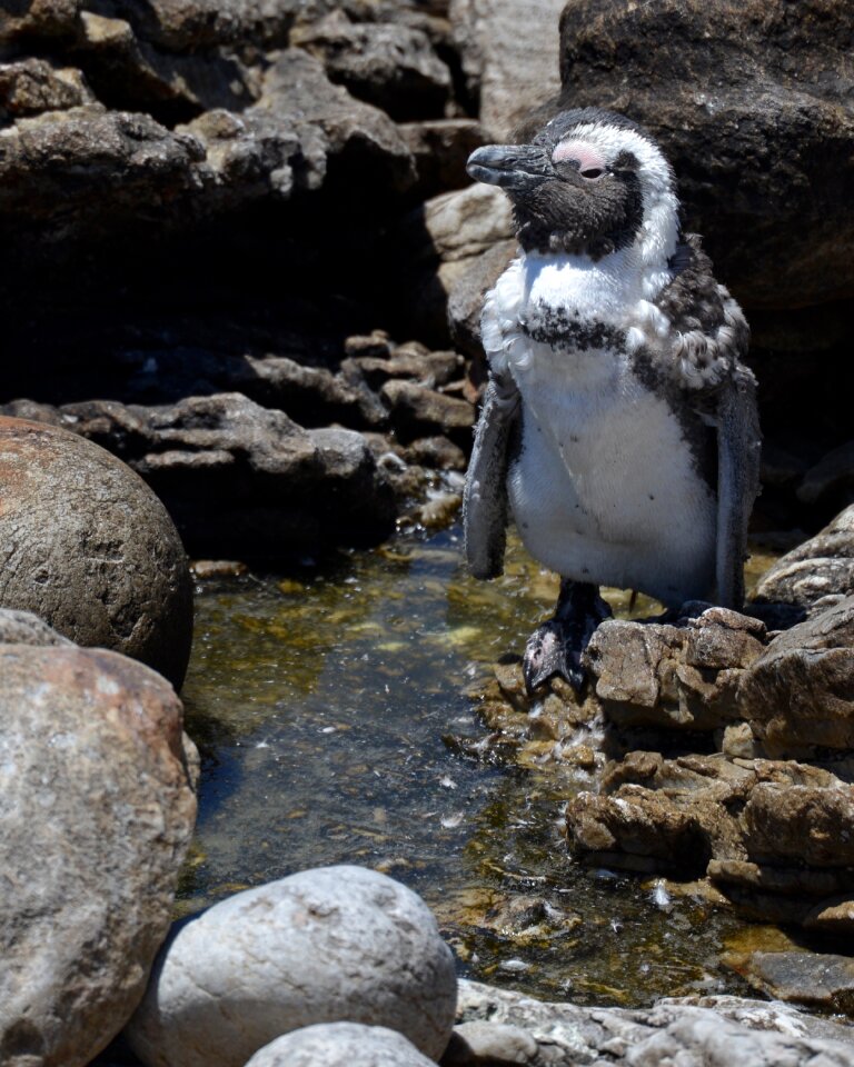 Penguin south africa bettys bay