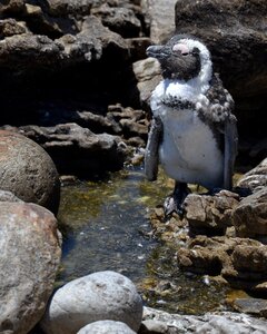 Penguin south africa bettys bay