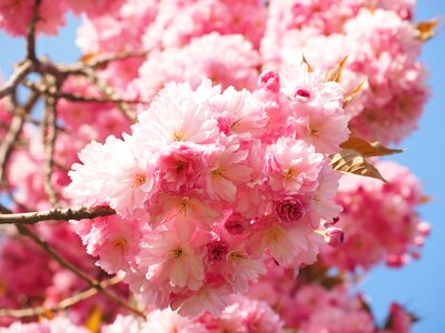 Blossom bloom japanese flowering cherry photo