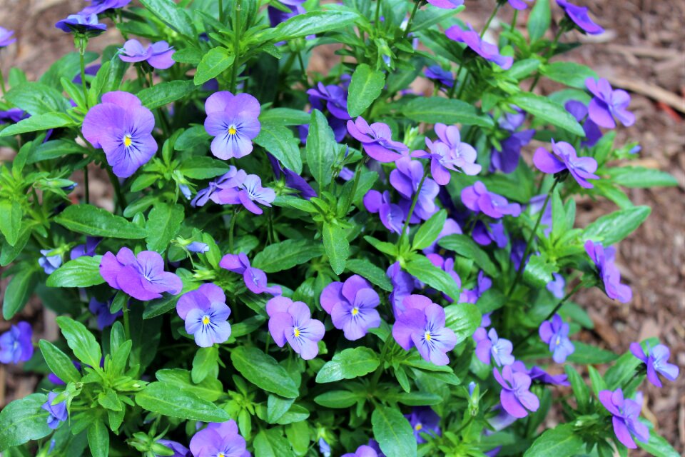 Flower plant garden