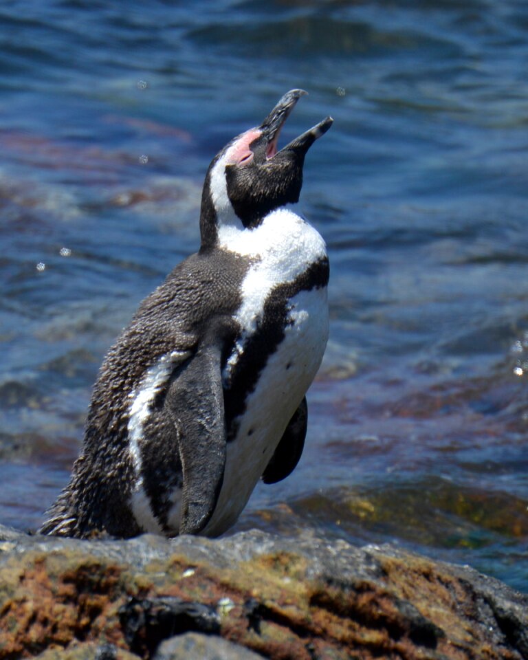 Penguin south africa bettys bay