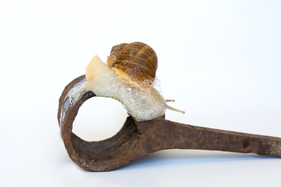 Rusty animal mollusk