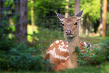 Animal nature zoo