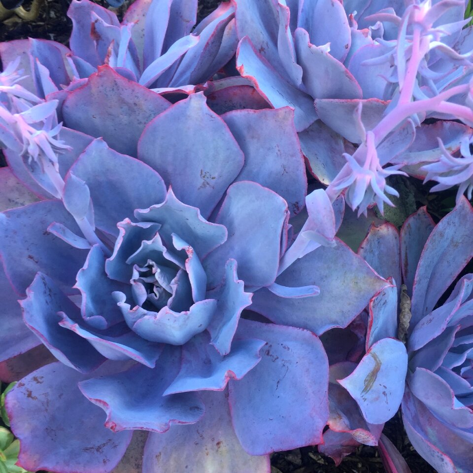 Garden succulent nature