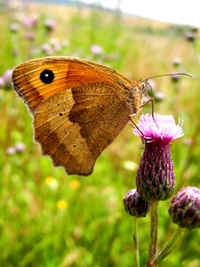 Insect wings butterfly wings photo