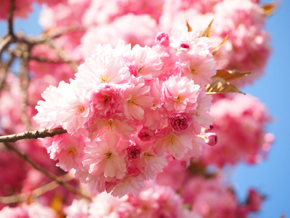 Blossom bloom japanese flowering cherry
