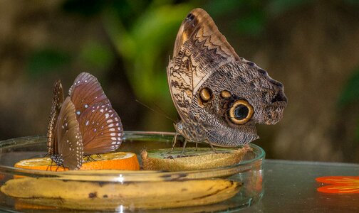Nature butterflies creation