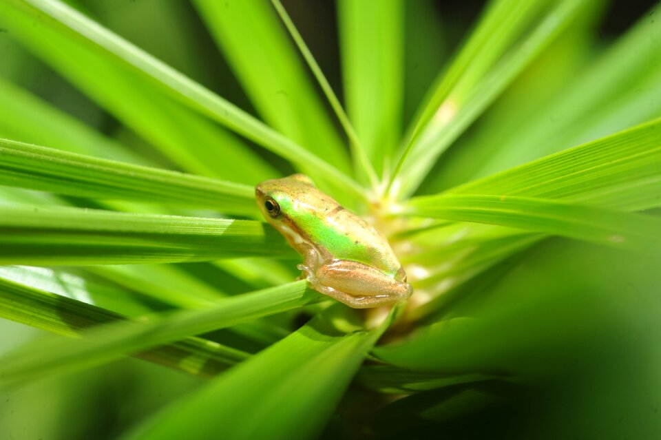Baby green frog in palm frond frog hiding in palm frond small green tree frog in palm frond