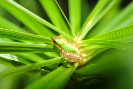 Baby green frog in palm frond frog hiding in palm frond small green tree frog in palm frond