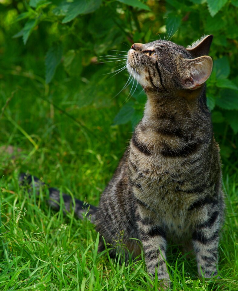 Kitten playful curious