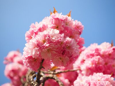 Blossom bloom japanese flowering cherry photo