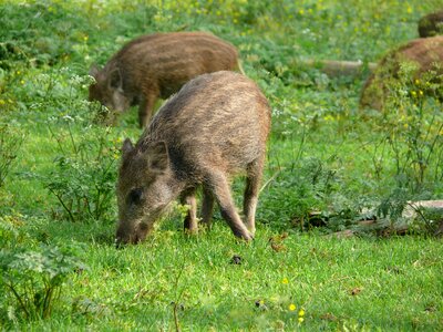 Meadow piglet launchy