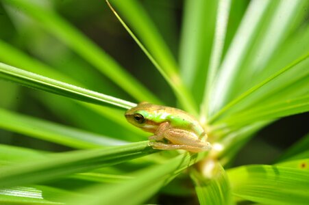 Baby green frog in palm frond frog hiding in palm frond small green tree frog in palm frond