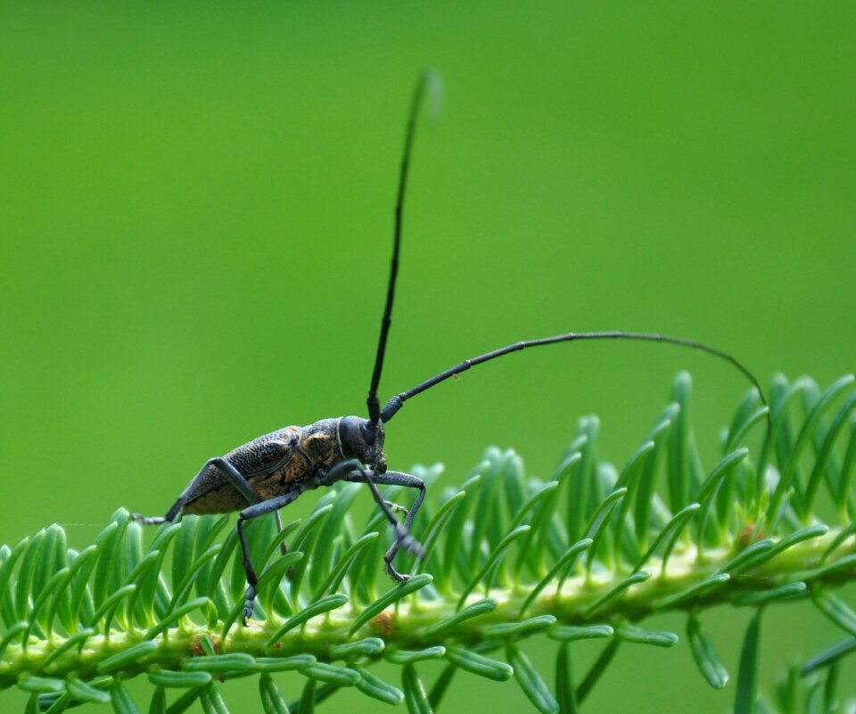 Insect plant macro