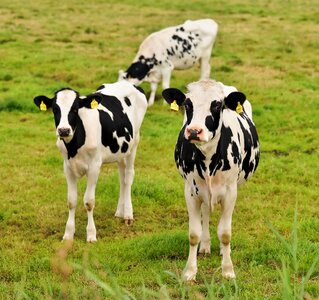 Agriculture pasture summer