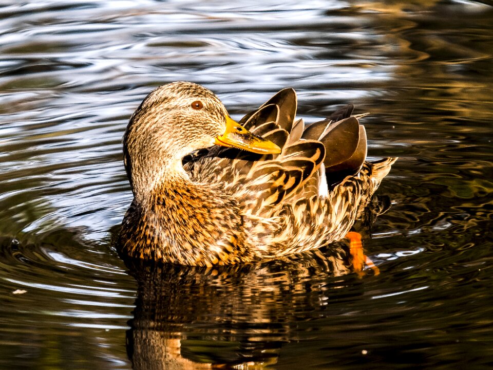 Bird nature animal