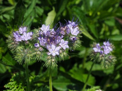 Flower flowers inflorescences