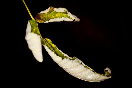 Autumn leaves dry photo