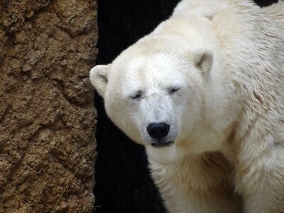 Polar bear zoo animals