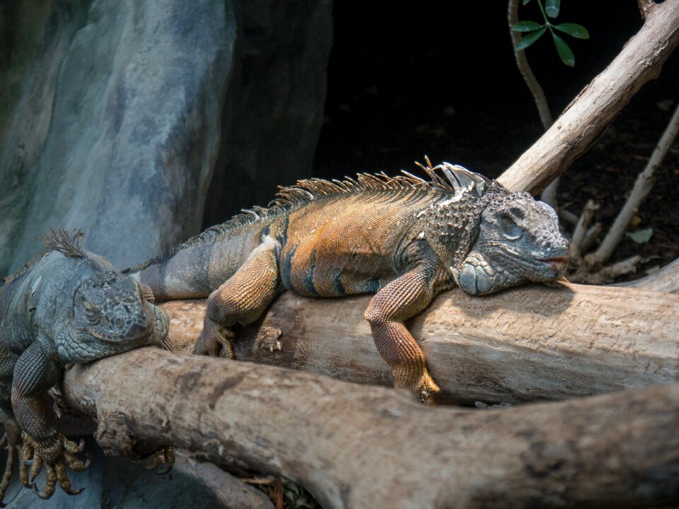 Nature lizards lizard