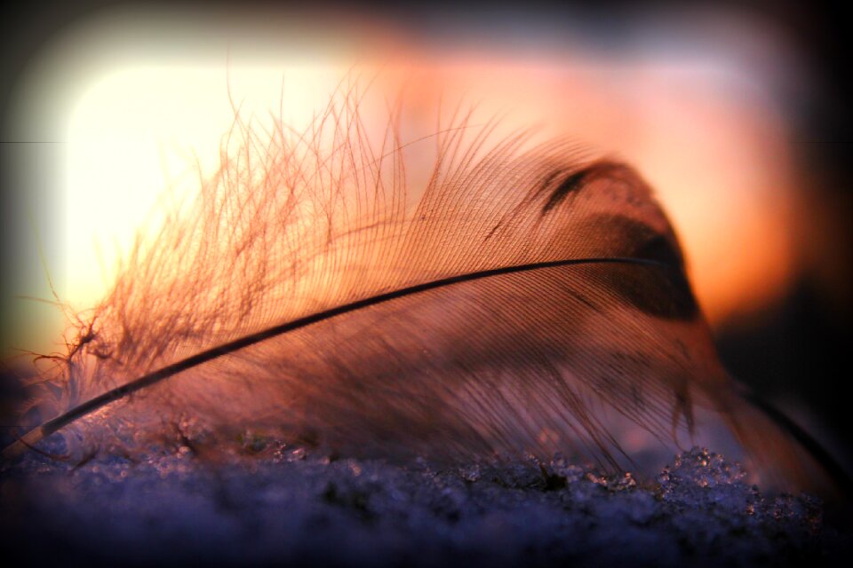 Fine pen feathers feather