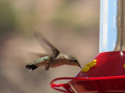 Hummingbird green wing