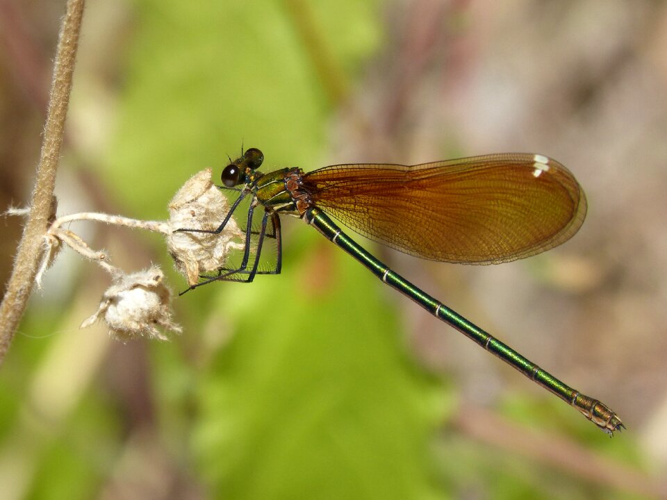 Translucent wings calopteryx haemorrhoidalis iridescent