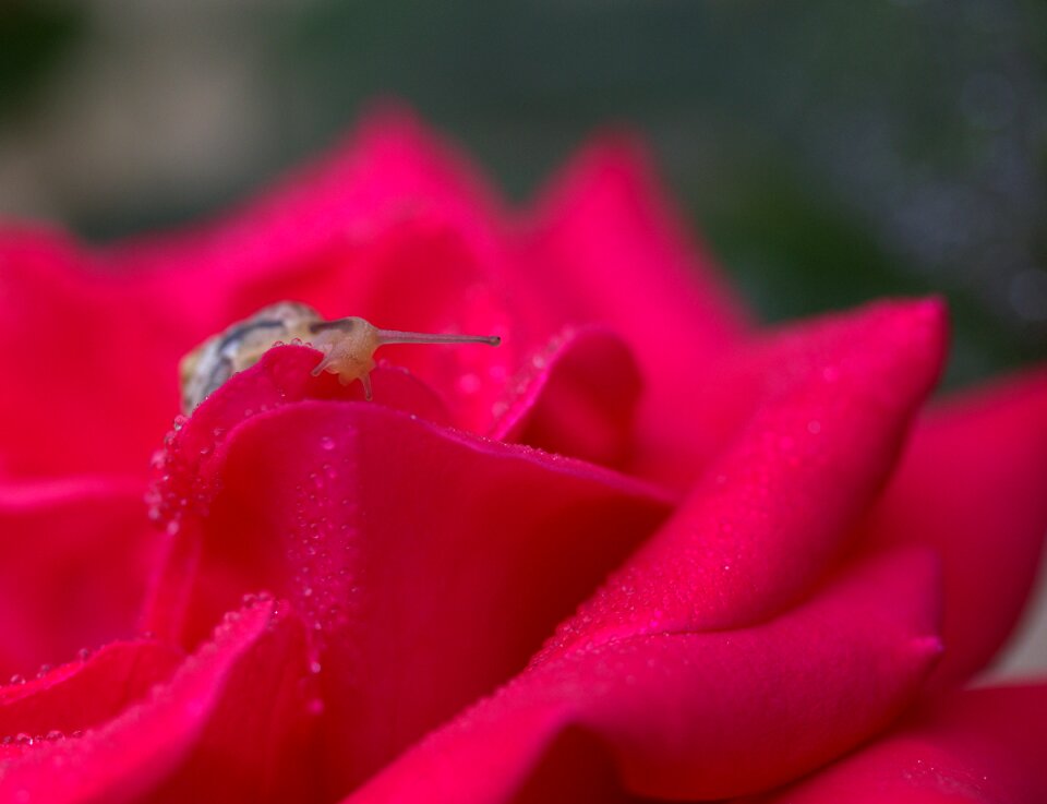 Drops shell dew