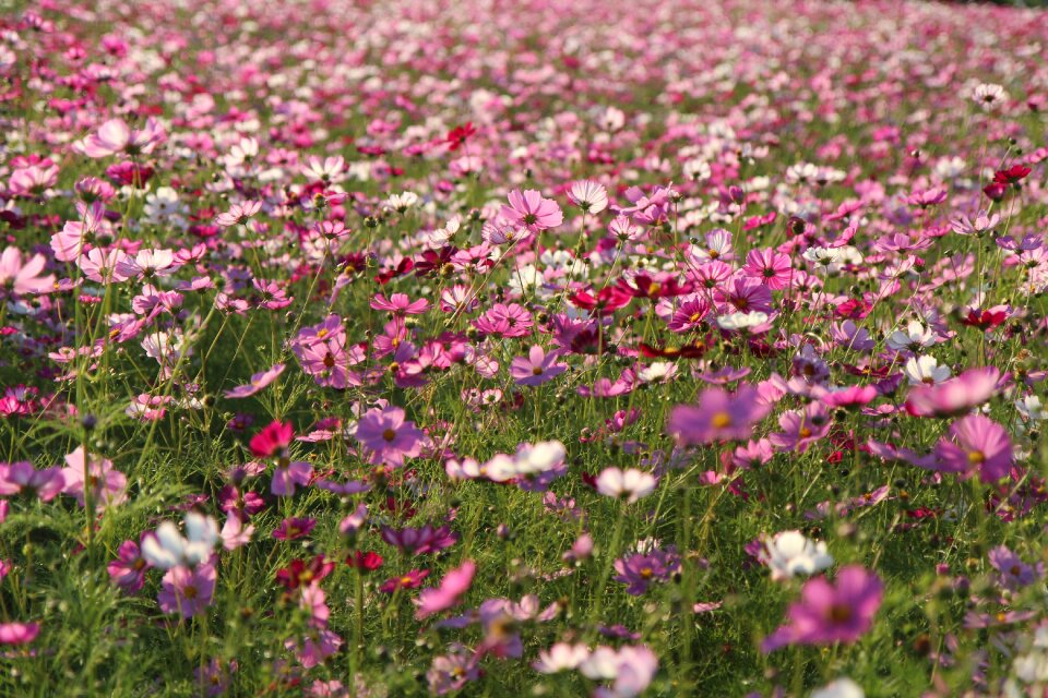 S flowers pink