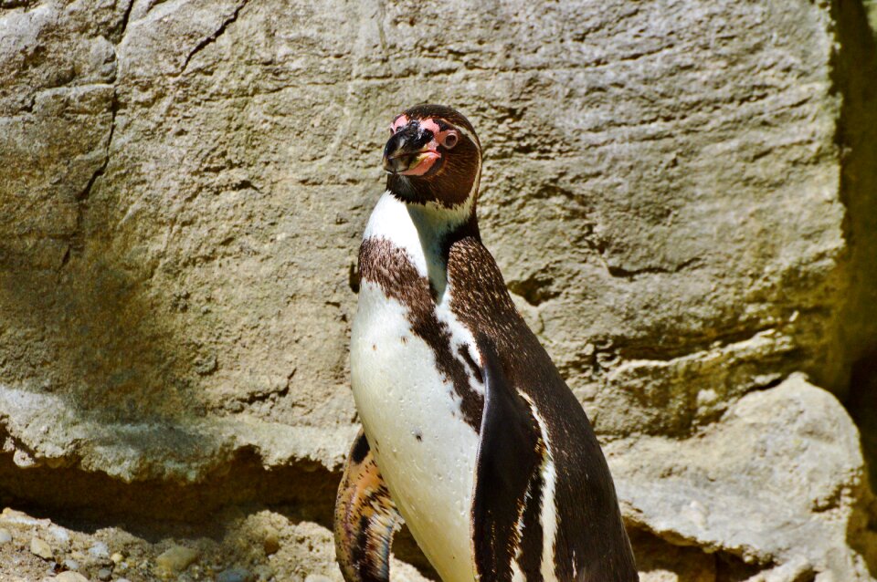 Animal animal world bill