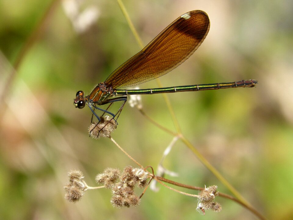 Translucent wings calopteryx haemorrhoidalis iridescent