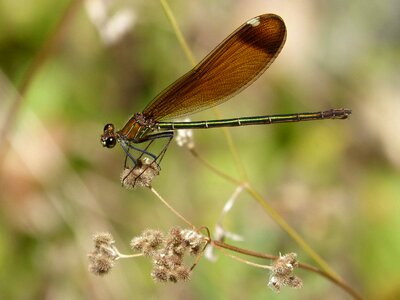 Translucent wings calopteryx haemorrhoidalis iridescent