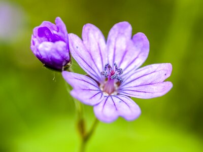 Blossom bloom nature photo