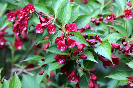 Maroon flowers summer bloom