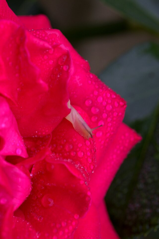 Drops shell dew